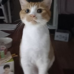 고양이를 찾습니다 코리아쇼트헤어 전라남도 완도군