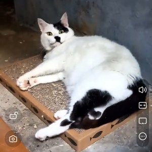 고양이를 찾습니다 코리아쇼트헤어 충청북도 청주시 흥덕구