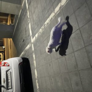 고양이 주인을 찾습니다 터키시앙고라 서울특별시 강서구
