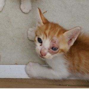 고양이 주인을 찾습니다 기타묘종 경기도 화성시
