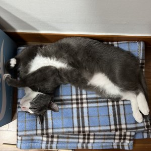 고양이를 찾습니다 코리아쇼트헤어 서울특별시 강남구