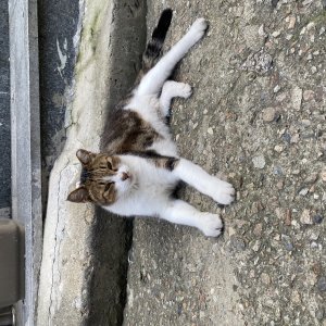 고양이 주인을 찾습니다 기타묘종 서울특별시 양천구