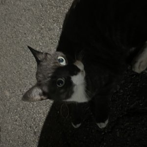 고양이 주인을 찾습니다 코리아쇼트헤어 서울특별시 구로구