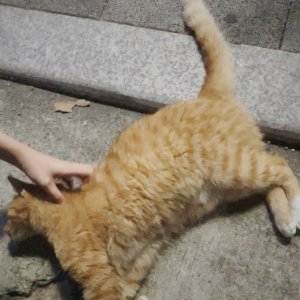 고양이 주인을 찾습니다 코리아쇼트헤어 경기도 부천시 원미구
