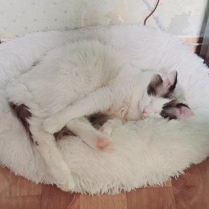 고양이를 찾습니다 래그돌 경상남도 창원시 의창구