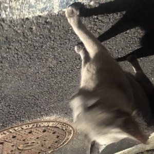 고양이 주인을 찾습니다 러시안블루 서울특별시 강북구