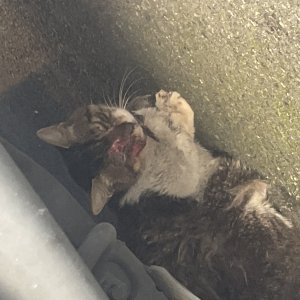 고양이 주인을 찾습니다 코리아쇼트헤어 경기도 성남시 수정구