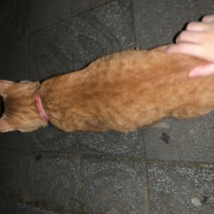 고양이 주인을 찾습니다 코리아쇼트헤어 경기도 수원시 팔달구