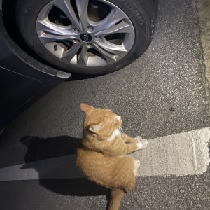 고양이 주인을 찾습니다 기타묘종 광주광역시 서구