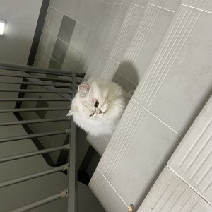 고양이 주인을 찾습니다 페르시안 경기도 남양주시