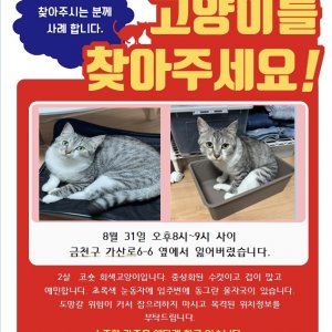 고양이를 찾습니다 코리아쇼트헤어 서울특별시 금천구