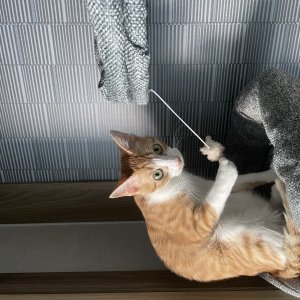 고양이를 찾습니다 코리아쇼트헤어 경상북도 안동시
