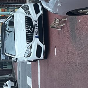 고양이 주인을 찾습니다 기타묘종 대전광역시 동구