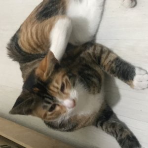 고양이 주인을 찾습니다 코리아쇼트헤어 서울특별시 강북구