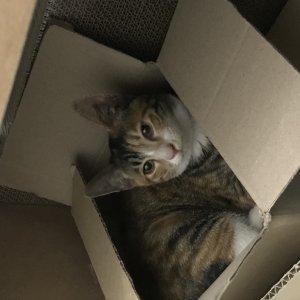 고양이 구조 코리아쇼트헤어 서울특별시 강북구