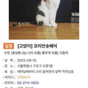 고양이를 찾습니다 코리아쇼트헤어 서울특별시 구로구