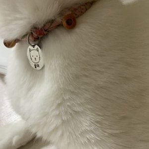 고양이를 찾습니다 코리아쇼트헤어 경기도 군포시