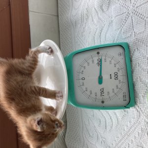고양이 주인을 찾습니다 기타묘종 경기도 용인시 기흥구