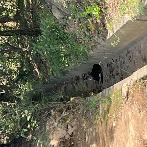 고양이 주인을 찾습니다 코리아쇼트헤어 서울특별시 강서구