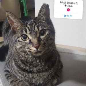 고양이를 찾습니다 코리아쇼트헤어 대전광역시 유성구