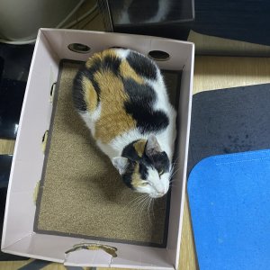 고양이를 찾습니다 코리아쇼트헤어 대구광역시 서구