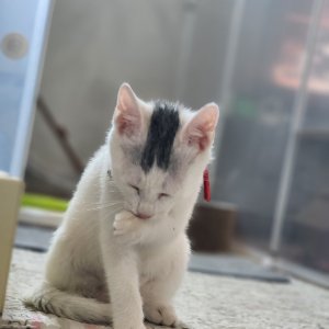 고양이 주인을 찾습니다 기타묘종 경기도 포천시