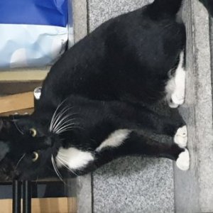고양이 주인을 찾습니다 고양이 전단지