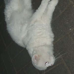 고양이 주인을 찾습니다 스코티시폴드 서울특별시 구로구