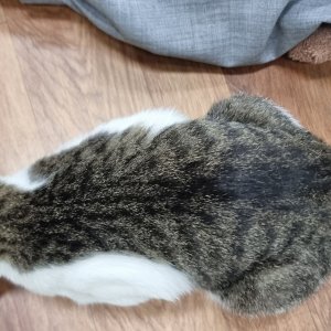 고양이 주인을 찾습니다 코리아쇼트헤어 경기도 성남시 분당구