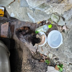 고양이 주인을 찾습니다 기타묘종 대구광역시 남구