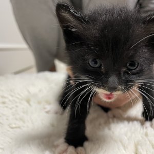 고양이 주인을 찾습니다 기타묘종 세종특별자치시 전체