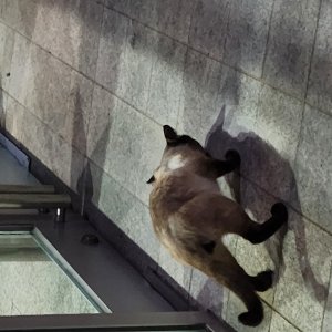고양이 주인을 찾습니다 샴 부산광역시 해운대구