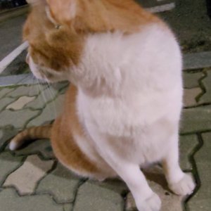 고양이 주인을 찾습니다 코리아쇼트헤어 서울특별시 강동구