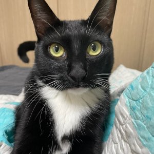 고양이 실종 코리아쇼트헤어 대전광역시 중구