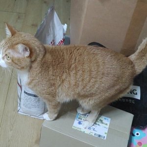 고양이를 찾습니다 코리아쇼트헤어 부산광역시 금정구
