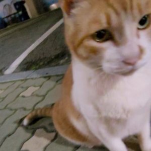고양이 목격 코리아쇼트헤어 서울특별시 강동구