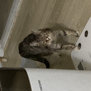 고양이를 찾습니다 코리아쇼트헤어 서울특별시 용산구