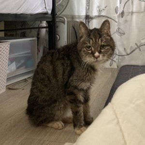 고양이 실종 코리아쇼트헤어 서울특별시 용산구