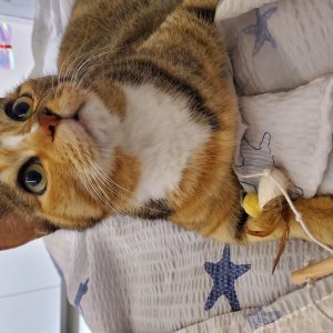 고양이 실종 코리아쇼트헤어 서울특별시 강북구