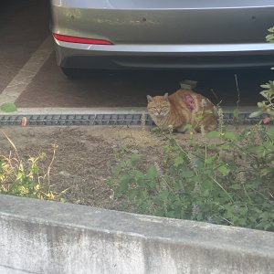 고양이 목격 코리아쇼트헤어 서울특별시 구로구