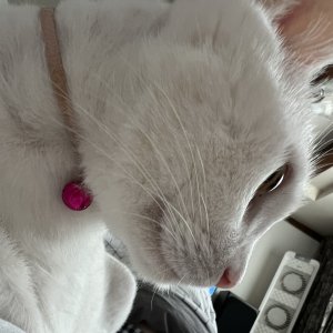 고양이를 찾습니다 터키시앙고라 경상남도 거창군
