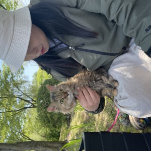 고양이를 찾습니다 셀키릭랙스 인천광역시 남동구