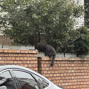 고양이 주인을 찾습니다 러시안블루 전라남도 여수시