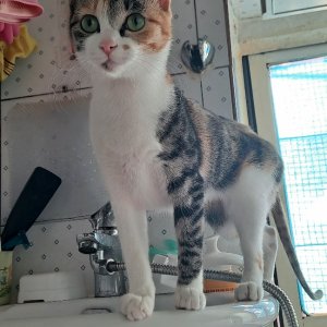 고양이 실종 코리아쇼트헤어 서울특별시 강북구