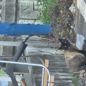 고양이 주인을 찾습니다 샴 강원도 횡성군