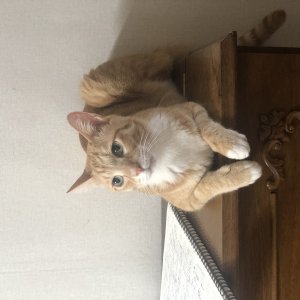고양이 실종 코리아쇼트헤어 경기도 의정부시
