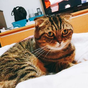 고양이를 찾습니다 스코티시폴드 서울특별시 강서구