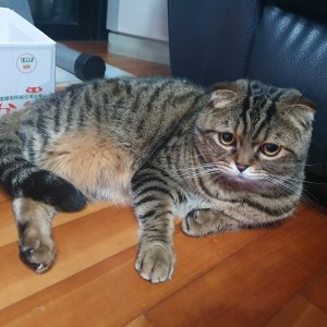 고양이 실종 스코티시폴드 서울특별시 강서구