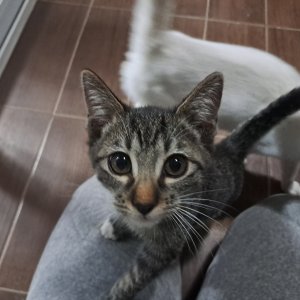 고양이 실종 아메리칸쇼트헤어 경기도 고양시 일산동구