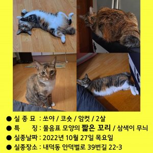 고양이 실종 코리아쇼트헤어 충청북도 청주시 청원구